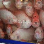 Gruselig, die armen Fische. Das war auf dem Markt in Chiang Mai / Thailand